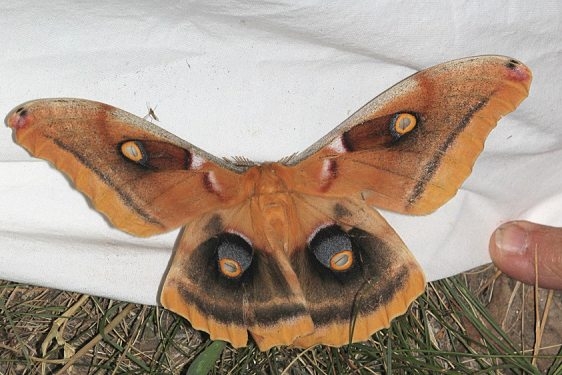 7757.1 Western Polyphemus Moth Black Canyon at the Gunnison Natl Pk Colorado 6-13-17 (30)_opt
