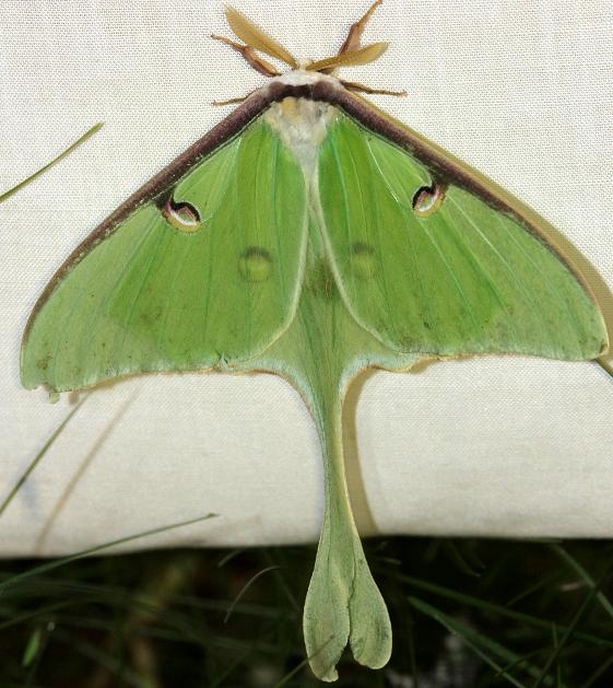 7758 Luna Moth Thunder Lake UP Mich 6-23-12