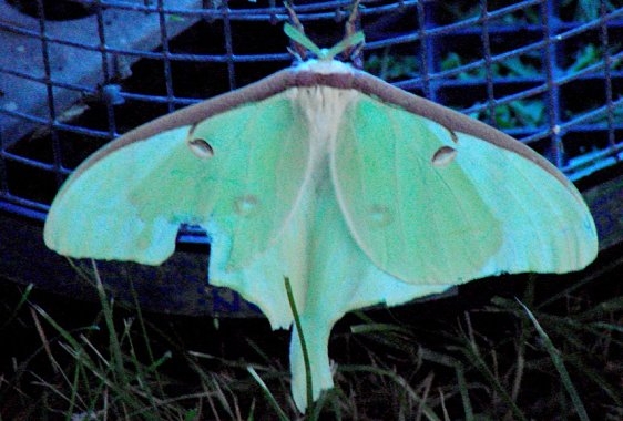 7758 Luna Moth yard 8-1-08_opt