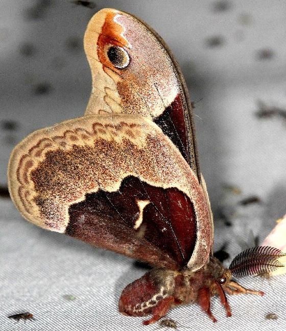 7764 Promethia Moth Thunder Lake Mich UP 6-24-13