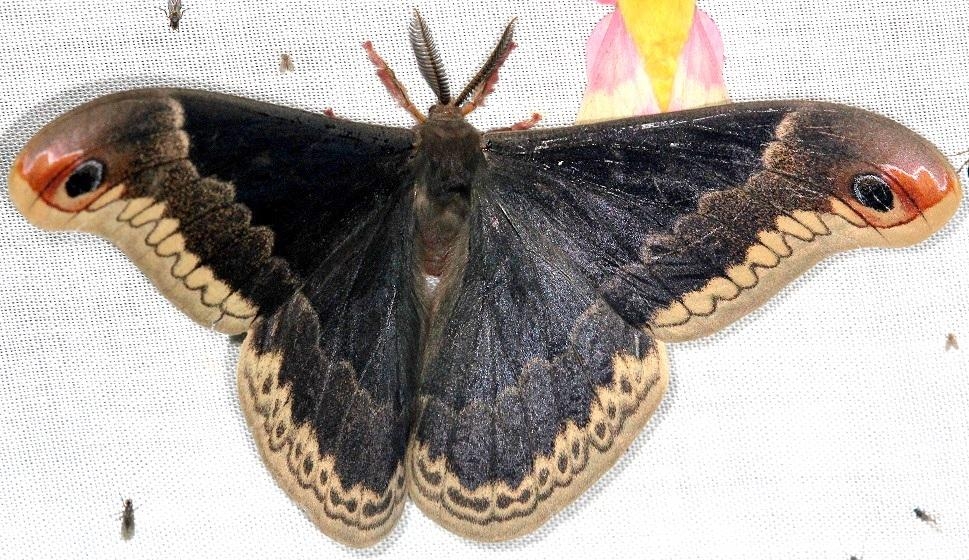 7764 Promethia Moth Thunder Lake Mich UP 6-24-13