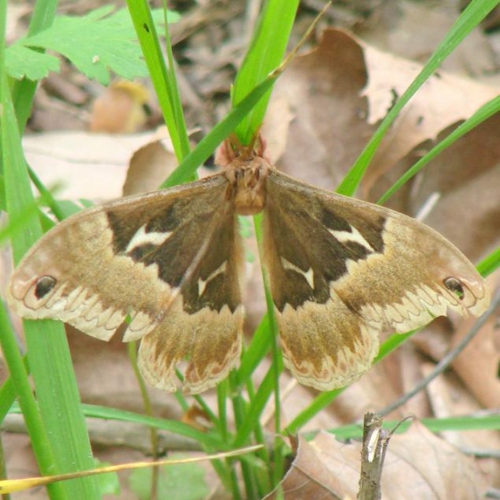 7765 Tulip Tree Silk Moth Abner Hollow Adams Co Oh 5-17-08