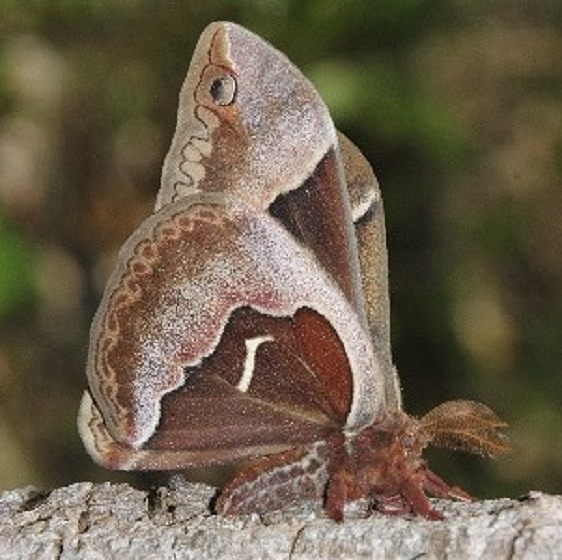 7765 Tulip Tree Silkmoth Jenny Wiley St Pk 4-20-16 (26a)_opt