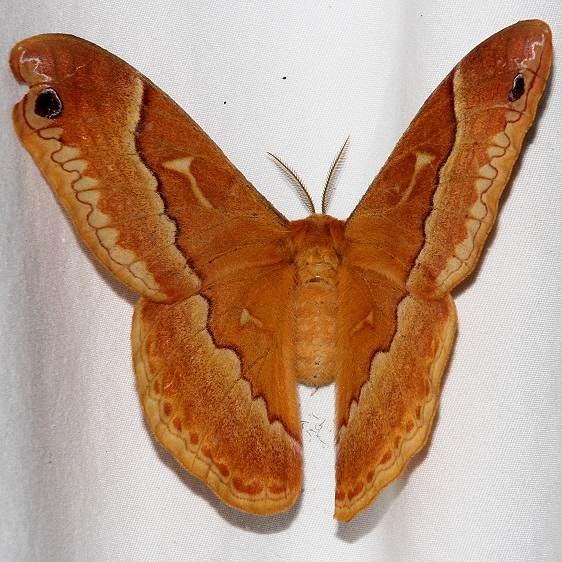 7765 Tulip-tree Silkworm Moth Ocean Pond Osceolo Natl Frst 3-25-15
