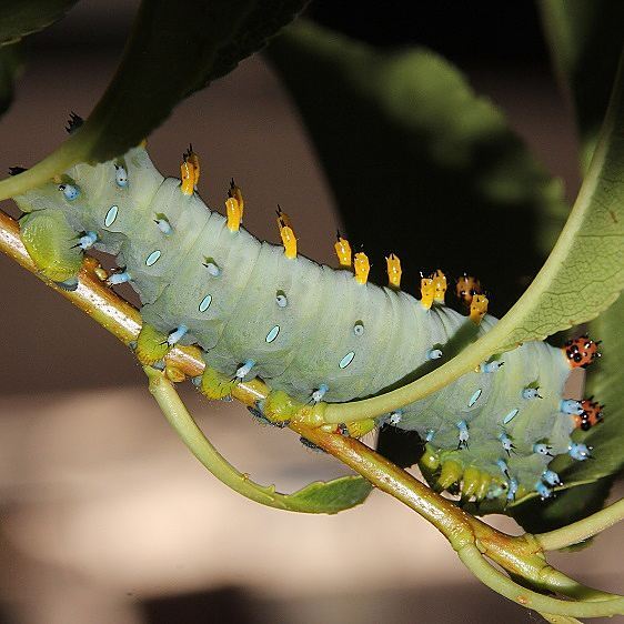 7767 Cecropia Moth Cecropia Moth Shawnee St Pk Oh 7-12-19
