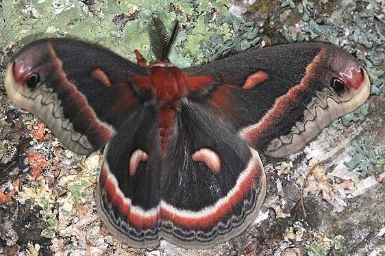 7767 Cecropia Moth Thunder Lake UP Mich 6-21-14
