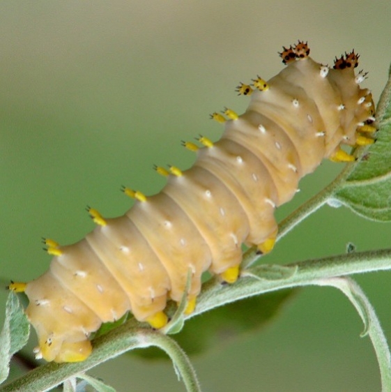 7767 Cecropia caterpiller yard 8-24-06