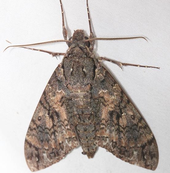 7772 Giant Sphinx Moth Everglade Natl Pk Nike Missle Rd 3-5-13
