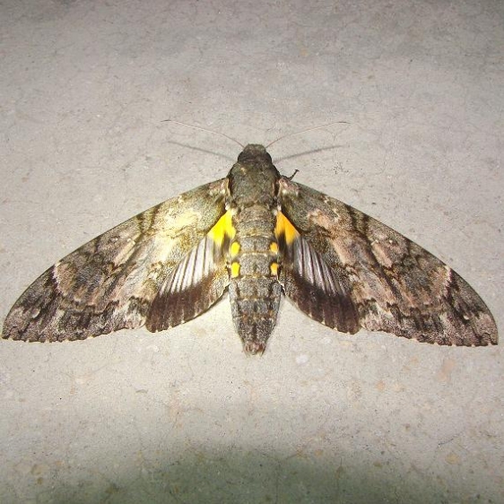 7772 Giant Sphinx Moth Royal Palm Everglades 2-26-12