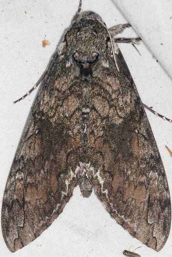 7775 Carolina Sphinx Moth yard 9-5-15