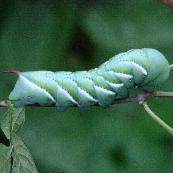 7775 Tobacco Hornworm (Carolina Sphinx) yard 8-24-06