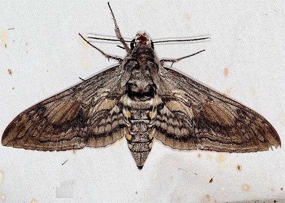7776 Five-spotted Hawk Moth Campsite 119 Falcon St Pk Texas 10-26-16_opt