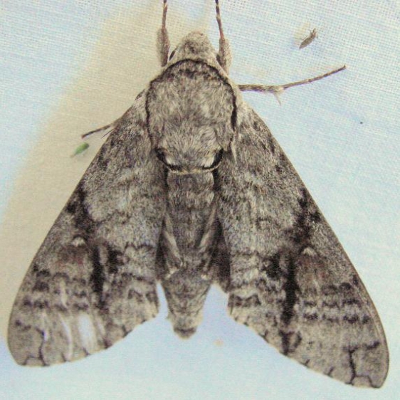 7783 Ash Sphinx yard 7-30-08