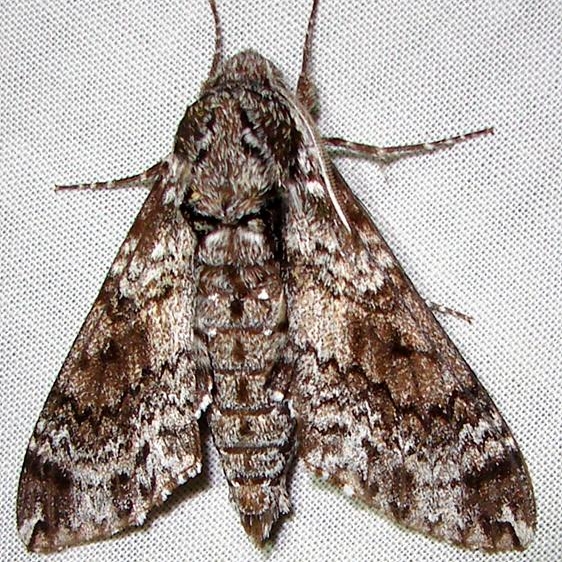 7784 Pawpaw Sphinx Kissimmee Prairie St Pk 3-11-11