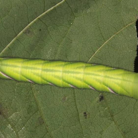 7784-Pawpaw-Sphinx-Mothapalooza-Arc-of-Appalachia-7-17-21-1