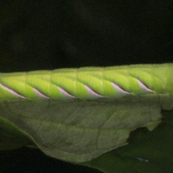 7784-Pawpaw-Sphinx-Mothapalooza-Arc-of-Appalachia-7-17-21-2