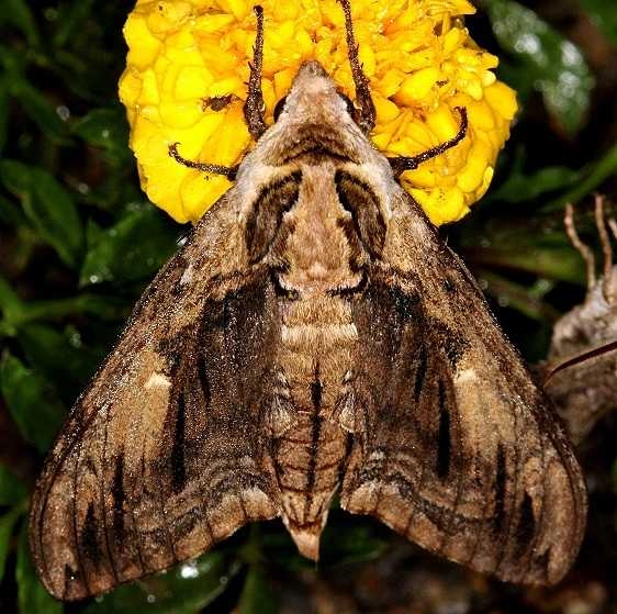 7786 Elm Sphinx Moth Burr Oak St Pk at lodge Oh 6-28-14