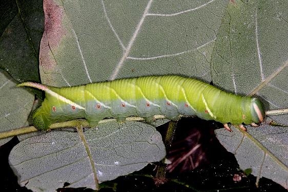 7787 Waved Sphinx Moth caterpillar on Ash in yard 9-4-14