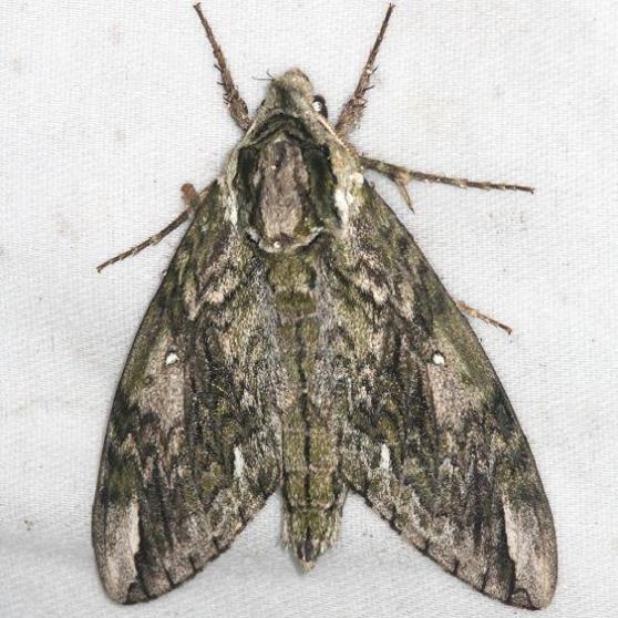7787 Waved Sphinx Moth yard 8-8-13