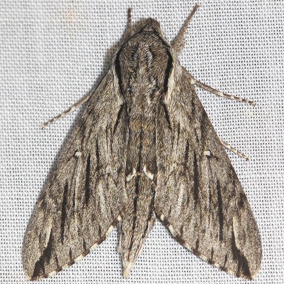 7793 Plebian Sphinx yard 8-7-12