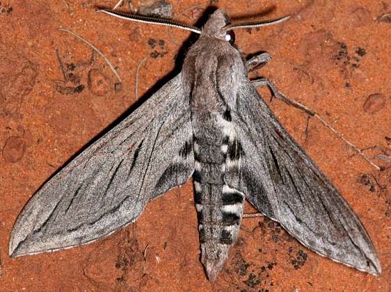 7802 Great Ash Sphinx Moth Colorado Natl Monument 6-17-17 (266)_opt