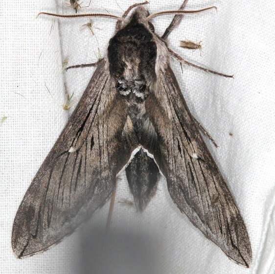 7807 Canada Sphinx Thunder Lake UP Mich 6-10-23