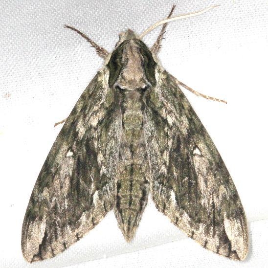 7810 Apple Sphinx Moth yard 7-26-13