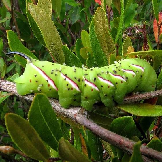 7810 Apple Sphinx on Leatherleaf also parasetized note black dots Remington Lk 9-24-13