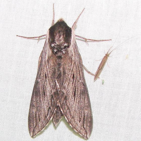 7810.1 Northern Apple Sphinx Moth Thunder Lake UP Mich 6-18-11