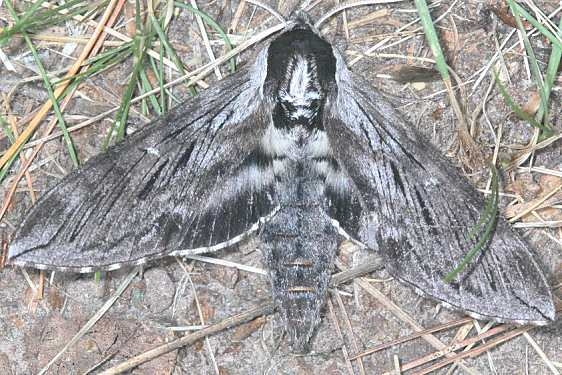 7810.1 Northern Apple Sphinx Moth Thunder Lake UP Mich 6-27-18 (16)_opt