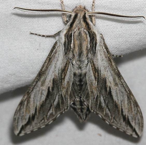 7813 Doll's Sphinx Moth Colorado Natl Monument 6-17-17 (271)_opt