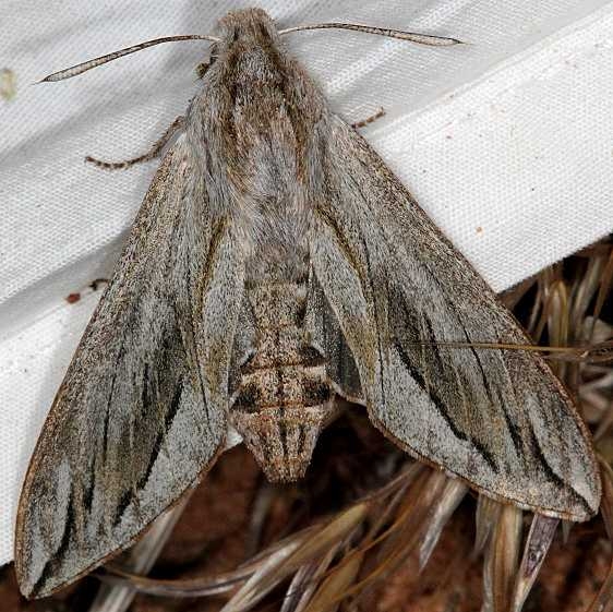 7814 Sequoia Sphinx Moth White House campground Grand Staircase Escalnte Utah 5-25-17 (4)_opt