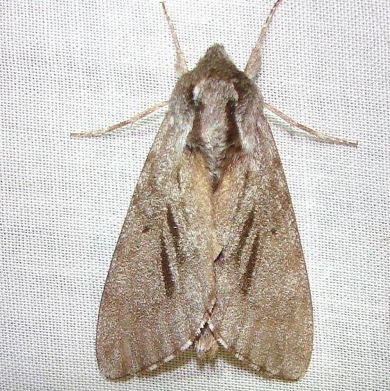 7817 Northern Pine Sphinx variation Thunder Lake Mich 6-20-10