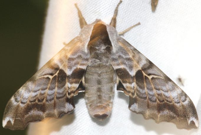 7821 Twin-spotted Sphinx Moth Thunder Lake UP Mich 6-24-12