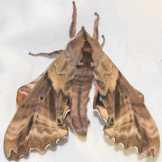 7824 Blinded Sphinx Moth Thunder Lake UP Mich 6-26-12
