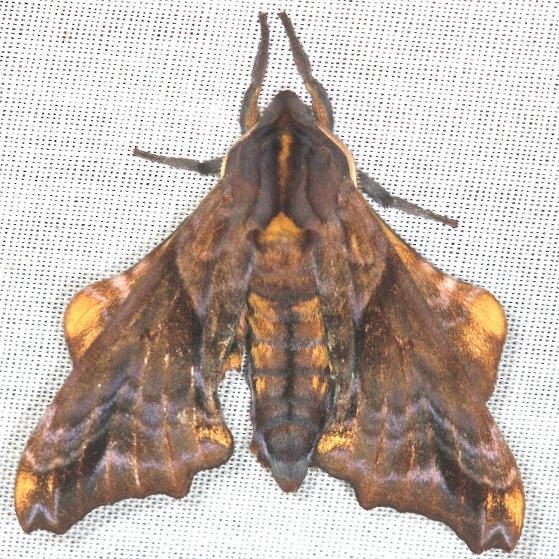 7825 Small-eyed Sphinx yard 6-8-13