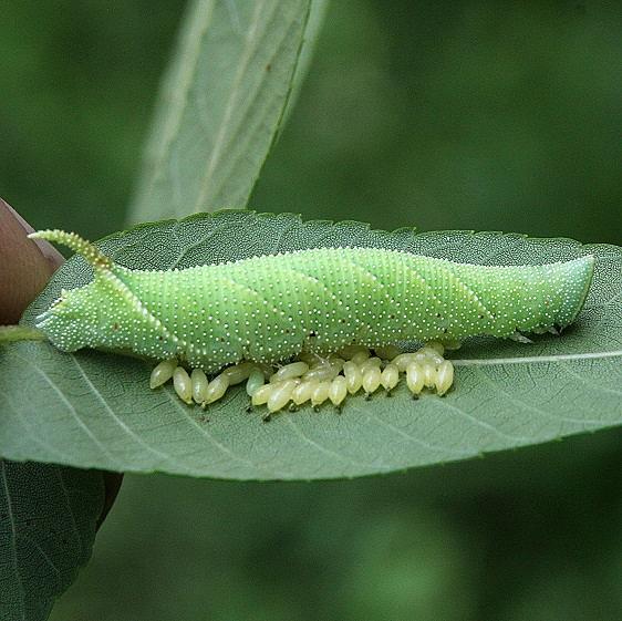 7827 Walnut Sphinx on Walnut parasitized Pleasant Valley Battelle Darby Metro Pk 7-8-19