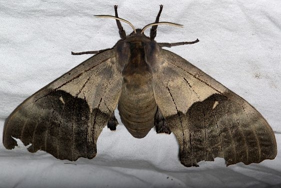 7829 Western Poplar Sphinx Rocky Mountain Natl Pk Colorado 6-22-17 (11)_opt
