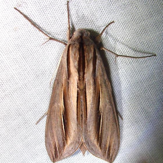 7840 Caicus Sphinx Nike missle Road junction Research Rd 2-28-12