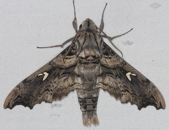 7843 False-windowed Sphinx Madoryx pseudothreus Collier Seminole St Pk 3-2-14