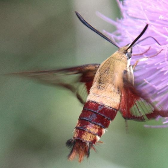 7853 Hummingbird Clearwing Moth Adams Co Oh 8-29-09