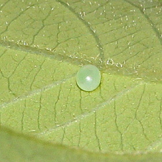 7855-Snowberry-Clearwing-Egg-Shawnee-St-Pk-Oh-7-12-19-15_opt