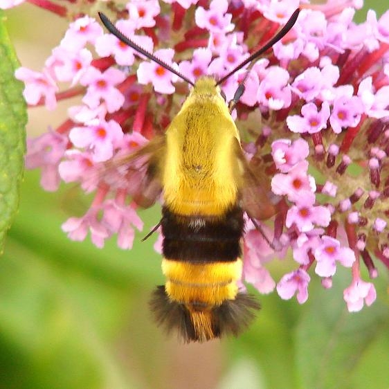 7855 Snowberry Clearwing Moth Hocking Co welcome center Oh 8-13-12