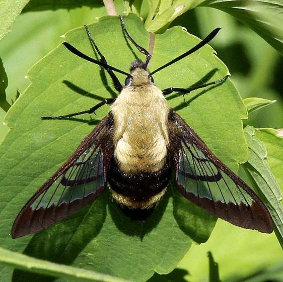 7855 Snowberry Clearwing Moth Schivly Fen Logan Co 6-25-16 (16a)_opt