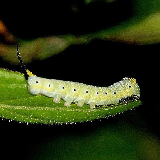 7855-Snoweberry-Clearwing-mid-instar-Shawnee-St-Pk-Oh-7-12-19-16_opt