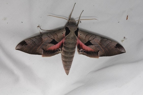 7861 Achemon Sphinx Moth Kissimmee Prairie St Pk 3-12-13