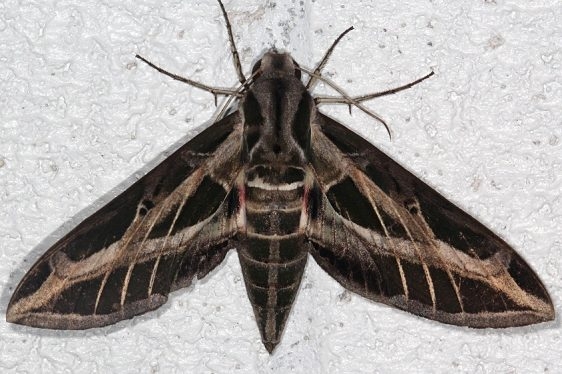 7865 Banded Sphinx Moth NABA Gardens Mission Texas 11-2-16_opt