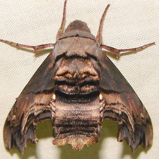 7870 Abbot's Sphinx Moth yard 5-9-11