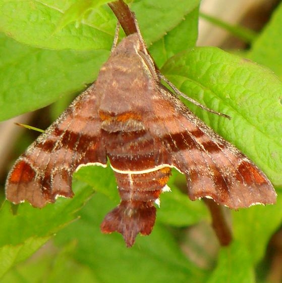 7873 Nessus Sphinx Griddle Rd Resarvation Lake Co Oh 6-13-09