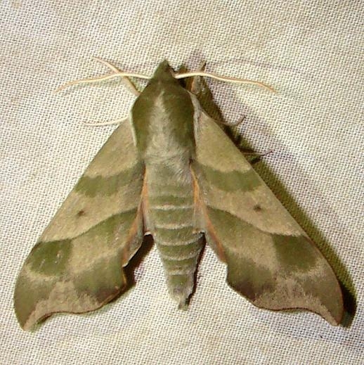 7885 Hog Sphinx yard 6-15-11